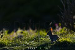 Lapin de garenne ; Rabbit
