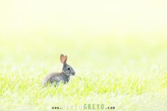 Lapin de garenne ; Rabbit
