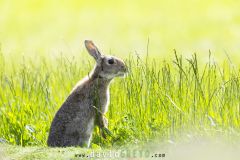 Lapin de garenne ; Rabbit