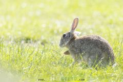 Lapin de garenne ; Rabbit