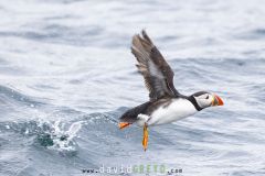 Macareux moine ; Puffin