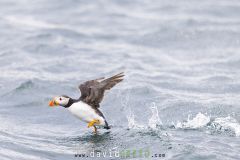 Macareux moine ; Puffin