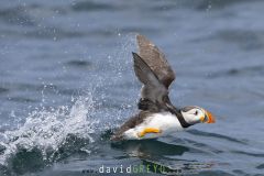 Macareux moine ; Puffin