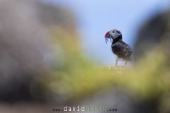 Macareux moine ; Puffin