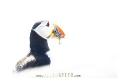 Macareux moine ; Puffin