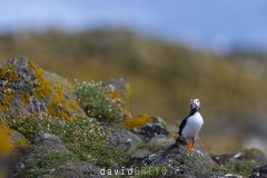 Macareux moine ; Puffin