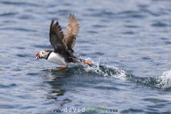 Macareux moine ; Puffin