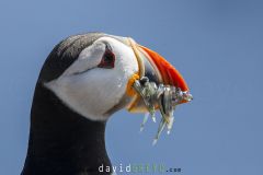 Macareux moine ; Puffin