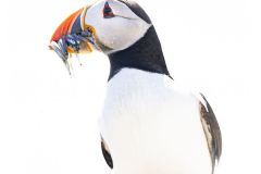 Macareux moine ; Puffin