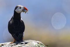 Macareux moine ; Puffin