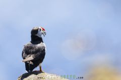 Macareux moine ; Puffin