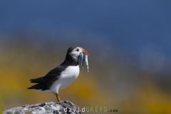 Macareux moine ; Puffin