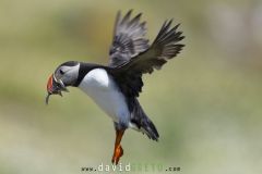 Macareux moine ; Puffin