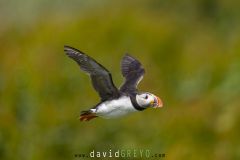 Macareux moine ; Puffin