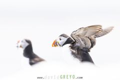 Macareux moine ; Puffin