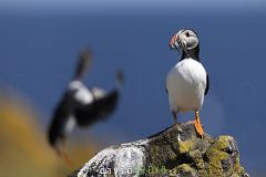 Macareux moine ; Puffin