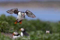 Macareux moine ; Puffin