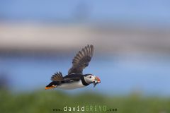 Macareux moine ; Puffin