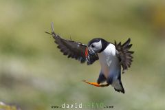 Macareux moine ; Puffin