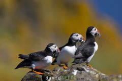Macareux moine ; Puffin