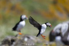 Macareux moine ; Puffin