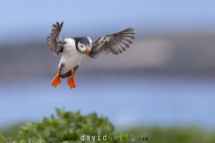 Macareux moine ; Puffin
