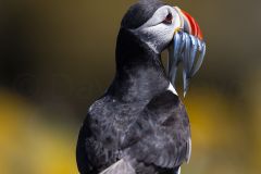 Macareux moine ; Puffin