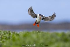 Macareux moine ; Puffin