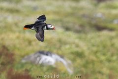 Macareux moine ; Puffin