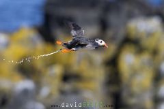 Macareux moine ; Puffin