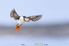 Macareux moine ; Puffin