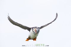 Macareux moine ; Puffin