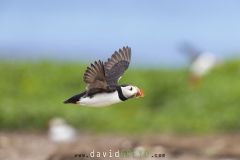 Macareux moine ; Puffin