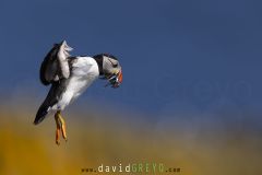 Macareux moine ; Puffin