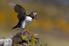 Macareux moine ; Puffin