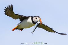 Macareux moine ; Puffin