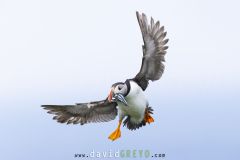Macareux moine ; Puffin