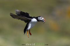 Macareux moine ; Puffin