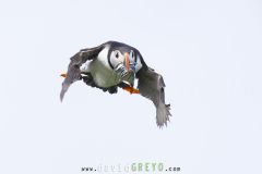 Macareux moine ; Puffin
