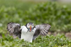 Macareux moine ; Puffin