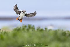 Macareux moine ; Puffin