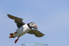 Macareux moine ; Puffin