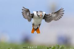 Macareux moine ; Puffin