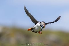 Macareux moine ; Puffin