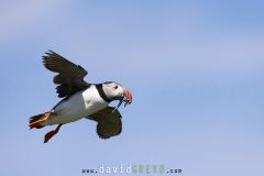 Macareux moine ; Puffin