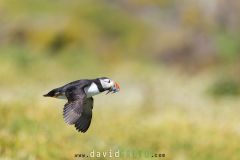 Macareux moine ; Puffin
