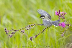 Mésange charbonnière ; Great tit