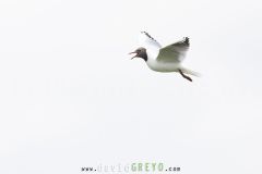 Mouette rieuse ; Black-headed gull