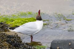 Mouette rieuse ; Black-headed gull
