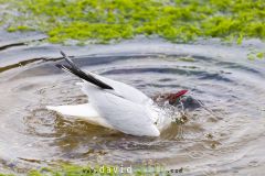 Mouette rieuse ; Black-headed gull